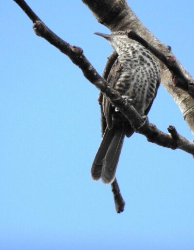 Cucarachero Mirlo - Camphylorhynchus turdinus