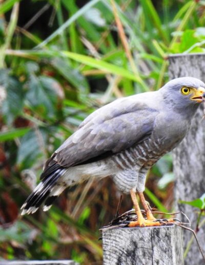 Gavilán Caminero - Rupornis magnirostris