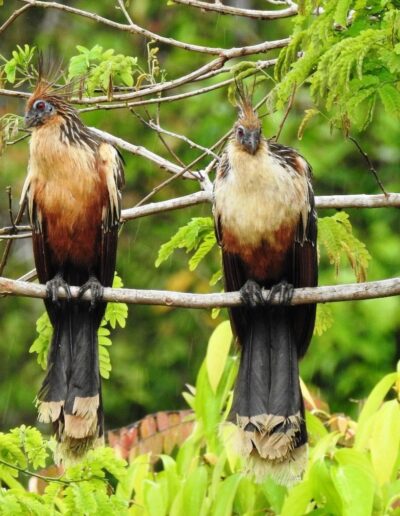 Chenchena - Opisthocomus hoazín